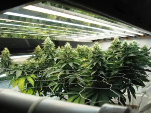 best 4x4 grow light