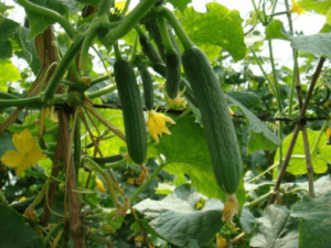cucumber planting