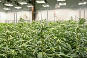 grow light adapted to Cannabis