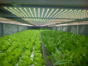 indoor Vegetable Plants LED Grow Lights