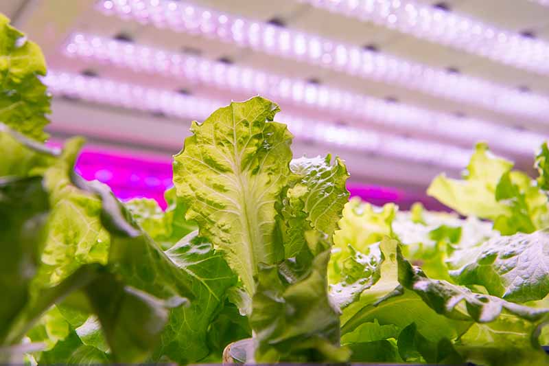 lettuce light