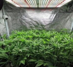 TUBU LED Grow Light Wholesale