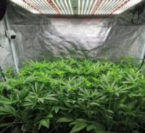 plant lights
