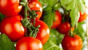use tomato grow lights results