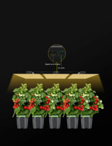 with-Dimming-Daisy-Chain-Switch-Function-1